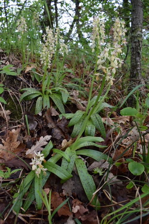 Orchis pallens x Orchis provincialis