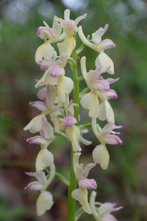 Orchis pallens x Orchis provincialis