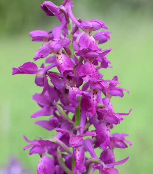 Orchis pallens x Orchis provincialis