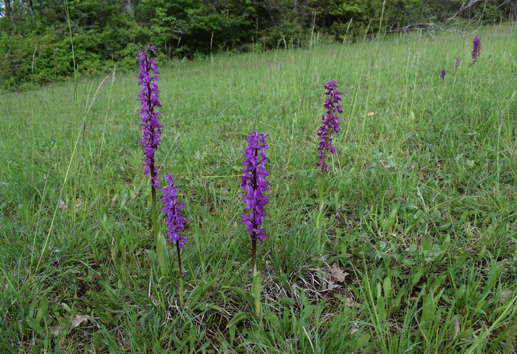 Orchis pallens x Orchis provincialis