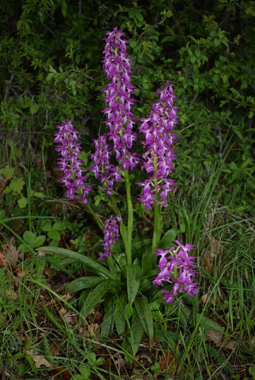 Orchis pallens x Orchis provincialis