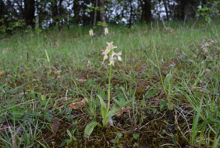 Orchis pallens x Orchis provincialis