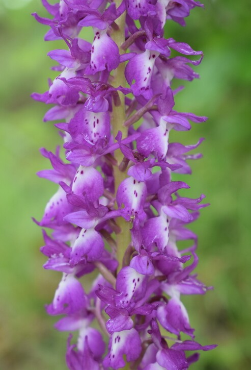 Orchis pallens x Orchis provincialis