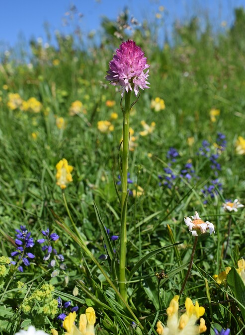 Le Nigritella dell''Hochobir (Caravanche, Alpi di Carinzia e di Slovenia)