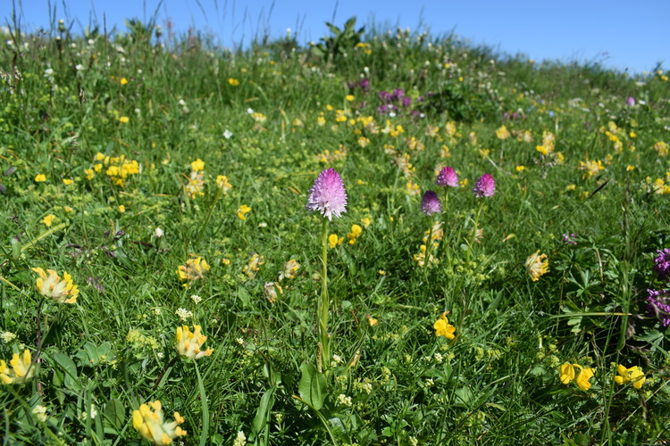 Le Nigritella dell''Hochobir (Caravanche, Alpi di Carinzia e di Slovenia)