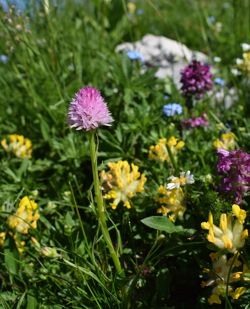 Le Nigritella dell''Hochobir (Caravanche, Alpi di Carinzia e di Slovenia)