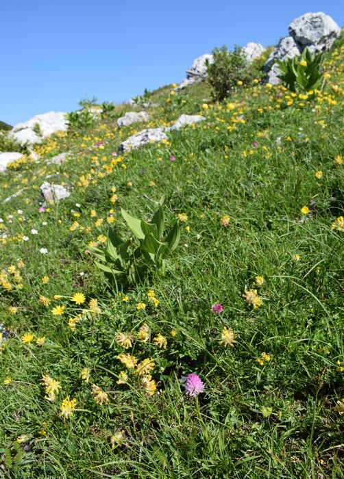 Le Nigritella dell''Hochobir (Caravanche, Alpi di Carinzia e di Slovenia)