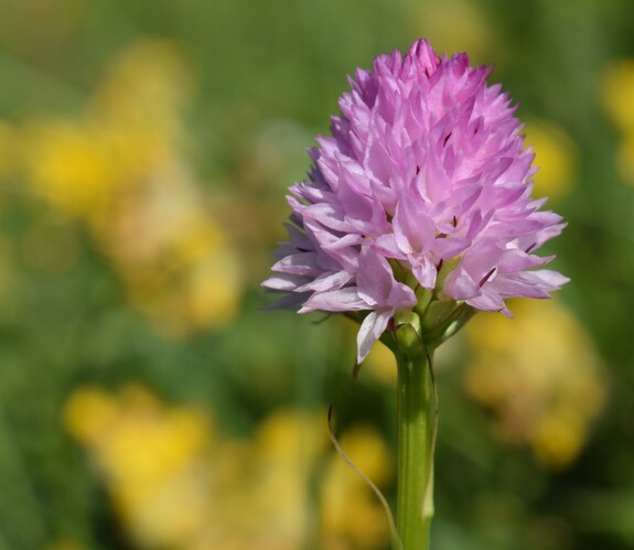 Le Nigritella dell''Hochobir (Caravanche, Alpi di Carinzia e di Slovenia)
