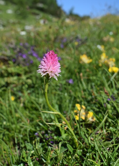 Le Nigritella dell''Hochobir (Caravanche, Alpi di Carinzia e di Slovenia)