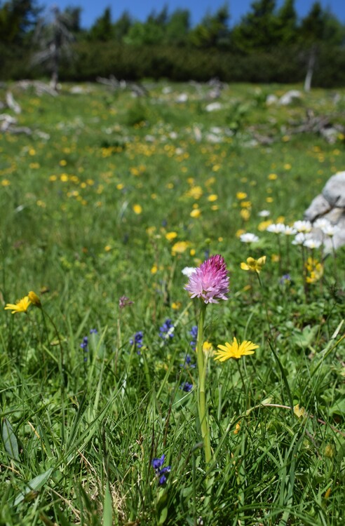 Le Nigritella dell''Hochobir (Caravanche, Alpi di Carinzia e di Slovenia)