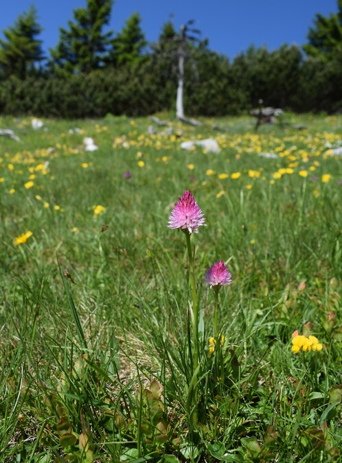 Le Nigritella dell''Hochobir (Caravanche, Alpi di Carinzia e di Slovenia)