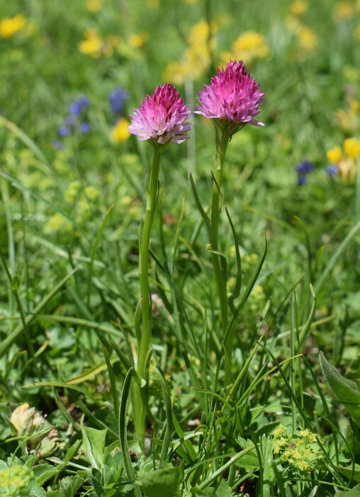 Le Nigritella dell''Hochobir (Caravanche, Alpi di Carinzia e di Slovenia)