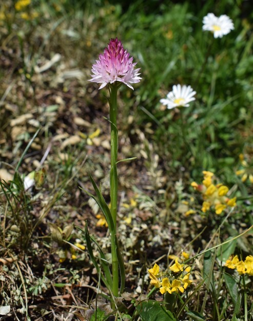 Le Nigritella dell''Hochobir (Caravanche, Alpi di Carinzia e di Slovenia)
