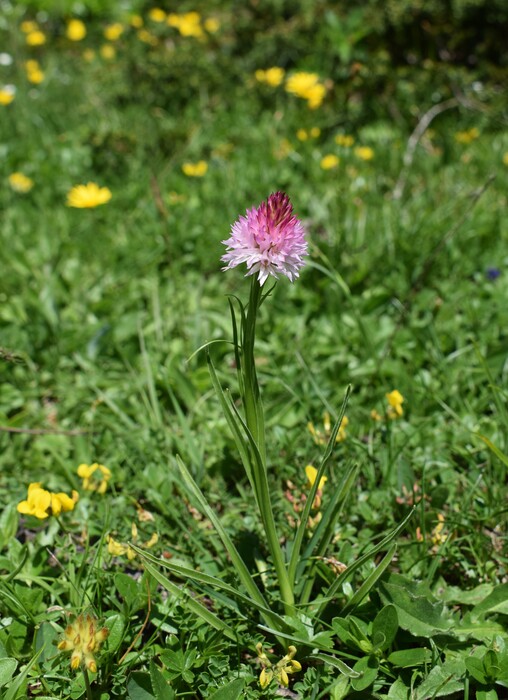 Le Nigritella dell''Hochobir (Caravanche, Alpi di Carinzia e di Slovenia)