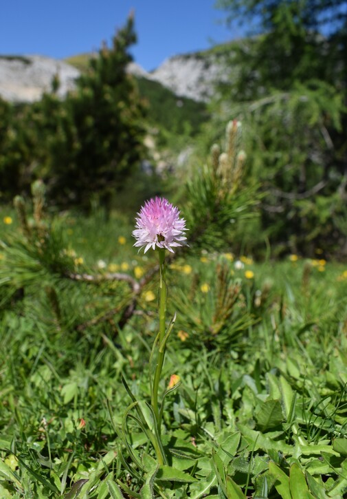 Le Nigritella dell''Hochobir (Caravanche, Alpi di Carinzia e di Slovenia)