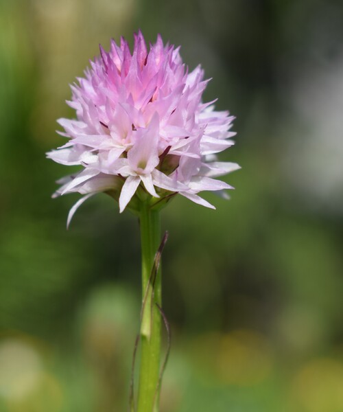 Le Nigritella dell''Hochobir (Caravanche, Alpi di Carinzia e di Slovenia)