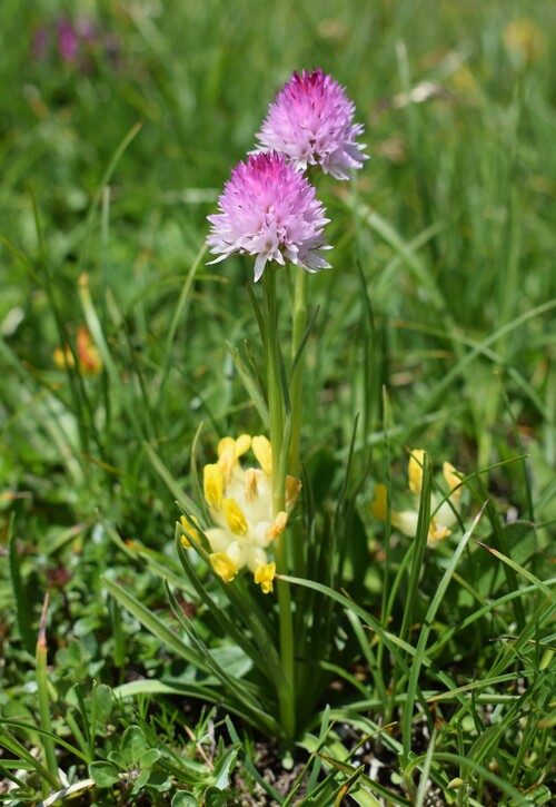 Le Nigritella dell''Hochobir (Caravanche, Alpi di Carinzia e di Slovenia)