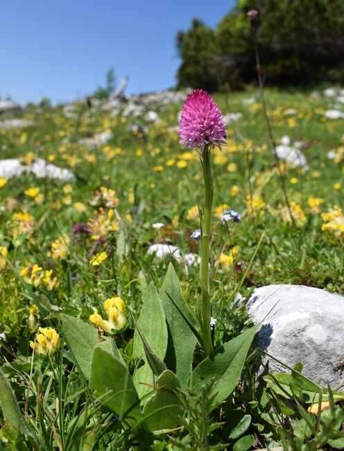 Le Nigritella dell''Hochobir (Caravanche, Alpi di Carinzia e di Slovenia)