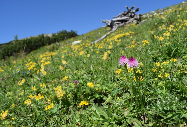 Le Nigritella dell''Hochobir (Caravanche, Alpi di Carinzia e di Slovenia)