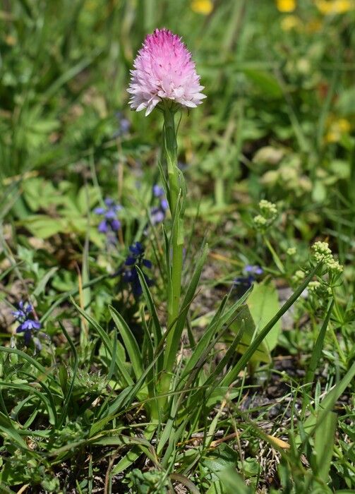 Le Nigritella dell''Hochobir (Caravanche, Alpi di Carinzia e di Slovenia)