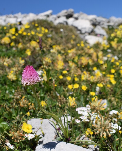 Le Nigritella dell''Hochobir (Caravanche, Alpi di Carinzia e di Slovenia)