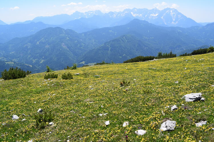 Le Nigritella dell''Hochobir (Caravanche, Alpi di Carinzia e di Slovenia)