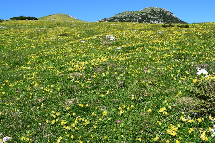 Le Nigritella dell''Hochobir (Caravanche, Alpi di Carinzia e di Slovenia)