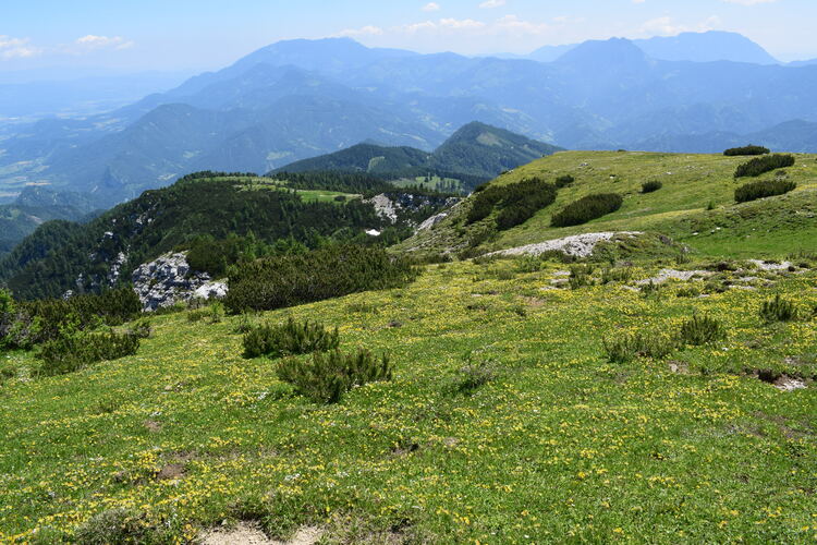 Le Nigritella dell''Hochobir (Caravanche, Alpi di Carinzia e di Slovenia)