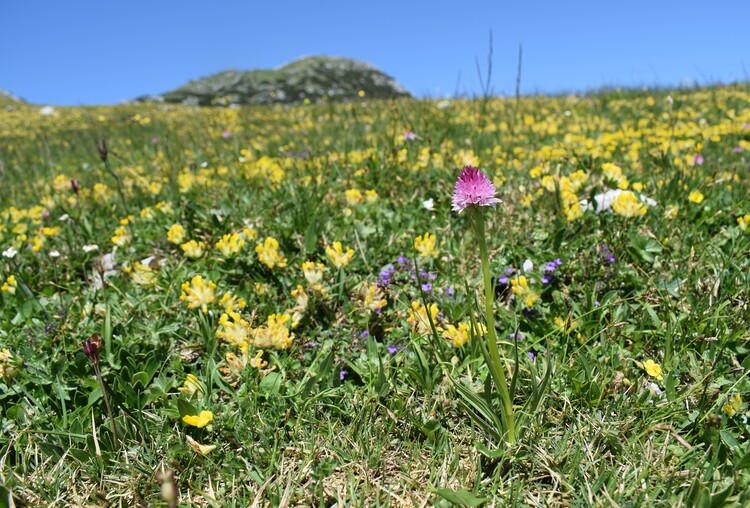 Le Nigritella dell''Hochobir (Caravanche, Alpi di Carinzia e di Slovenia)