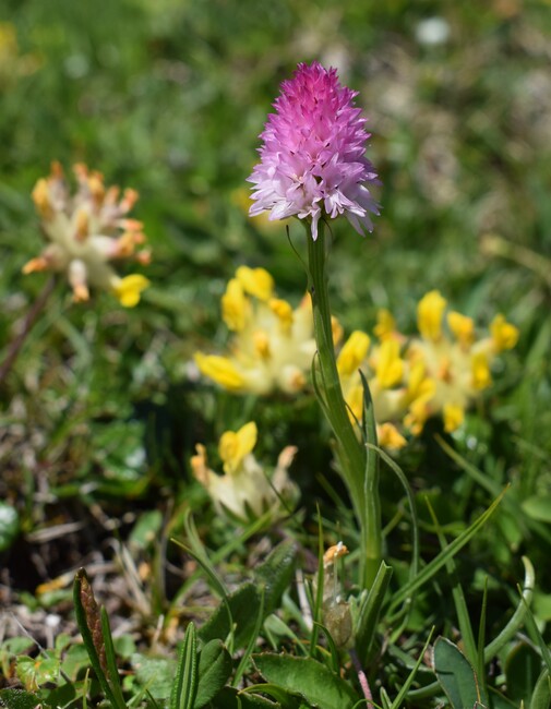 Le Nigritella dell''Hochobir (Caravanche, Alpi di Carinzia e di Slovenia)
