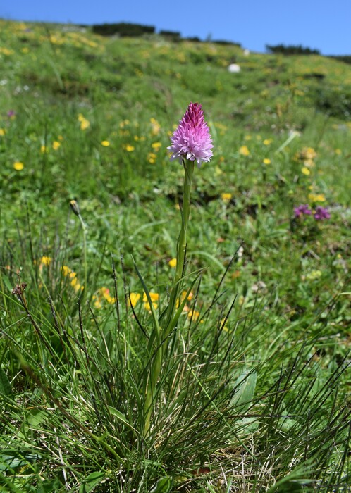 Le Nigritella dell''Hochobir (Caravanche, Alpi di Carinzia e di Slovenia)