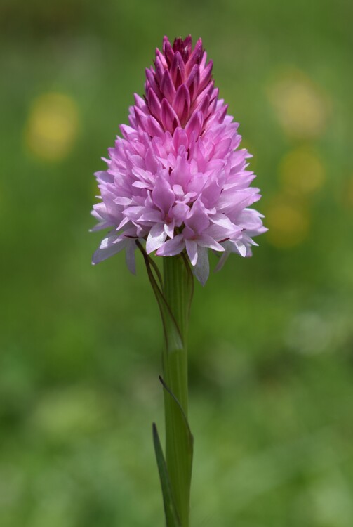 Le Nigritella dell''Hochobir (Caravanche, Alpi di Carinzia e di Slovenia)