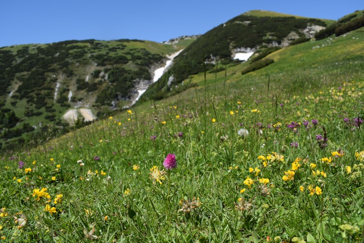 Le Nigritella dell''Hochobir (Caravanche, Alpi di Carinzia e di Slovenia)