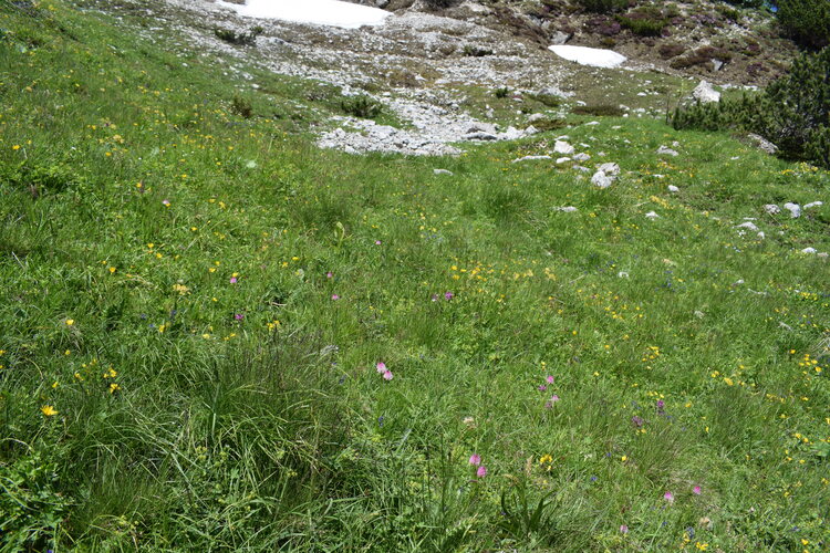 Le Nigritella dell''Hochobir (Caravanche, Alpi di Carinzia e di Slovenia)