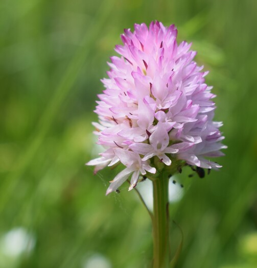 Le Nigritella dell''Hochobir (Caravanche, Alpi di Carinzia e di Slovenia)