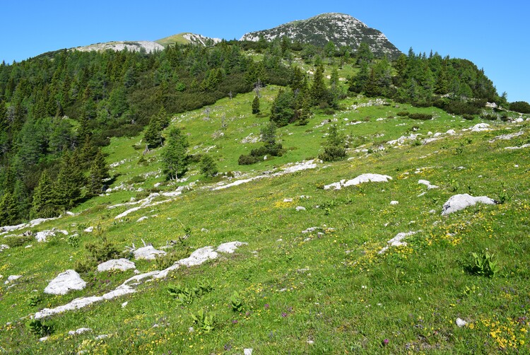 Le Nigritella dell''Hochobir (Caravanche, Alpi di Carinzia e di Slovenia)