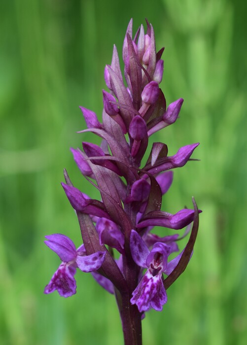 Dactylodenia lebrunii (Dolomiti d''Ampezzo)