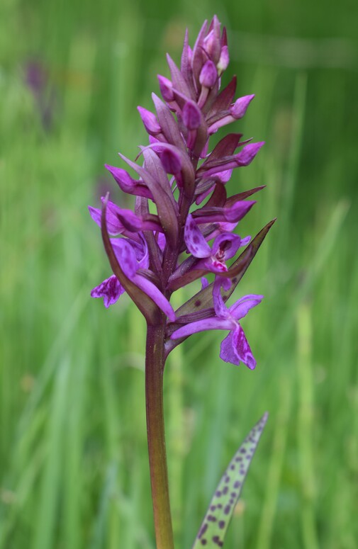 Dactylodenia lebrunii (Dolomiti d''Ampezzo)