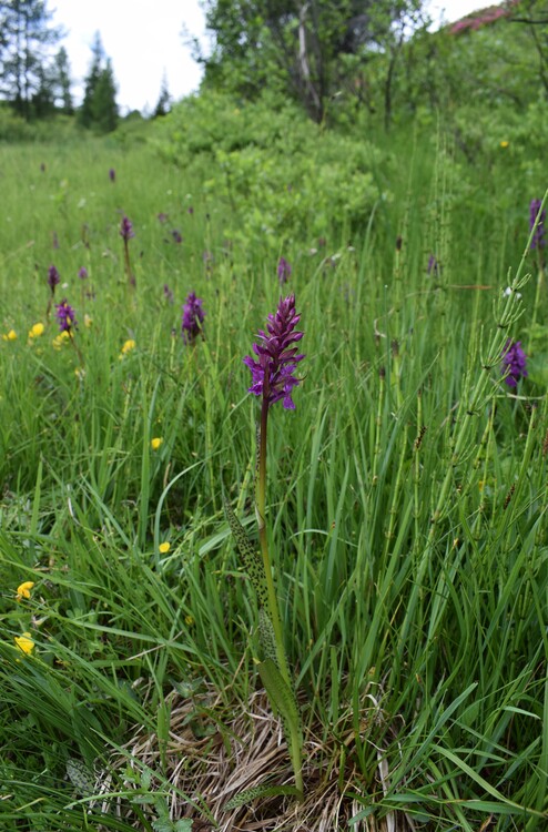 Dactylodenia lebrunii (Dolomiti d''Ampezzo)