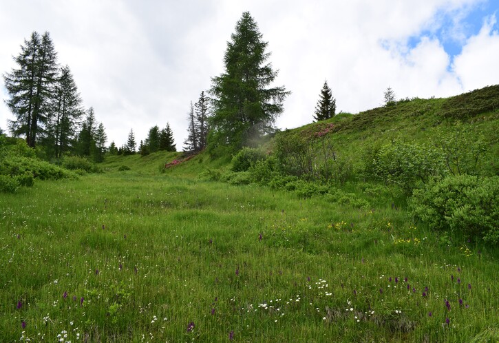 Dactylodenia lebrunii (Dolomiti d''Ampezzo)