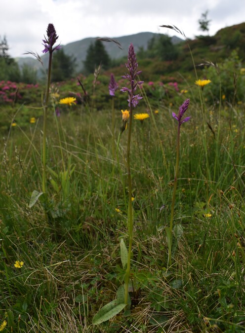 Pseudorhiza nieschalkii (Prealpi Bresciane)