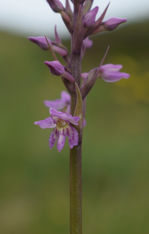 Pseudorhiza nieschalkii (Prealpi Bresciane)