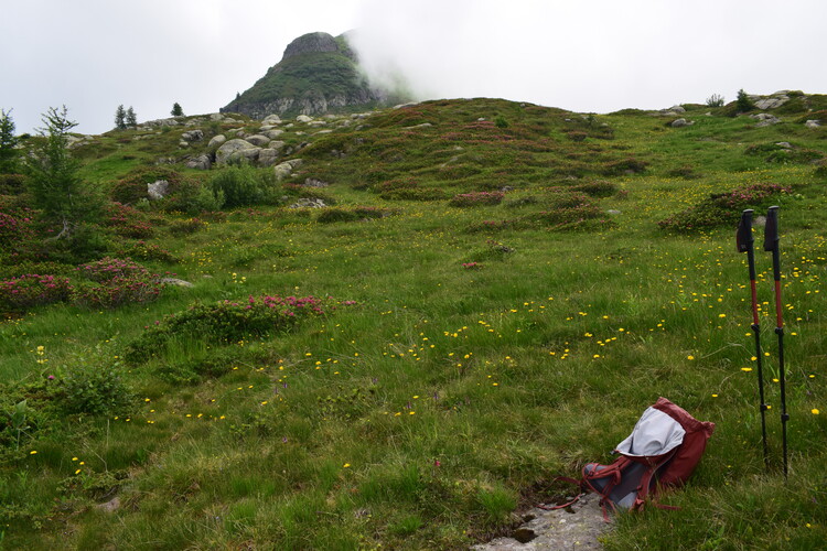 Pseudorhiza nieschalkii (Prealpi Bresciane)
