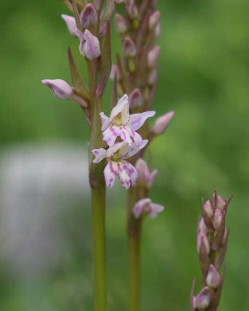 Pseudorhiza nieschalkii (Prealpi Bresciane)