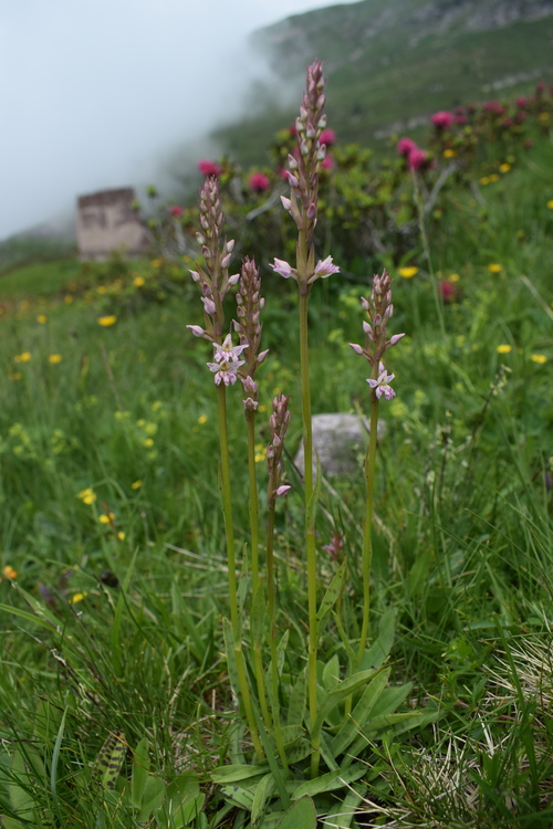 Pseudorhiza nieschalkii (Prealpi Bresciane)