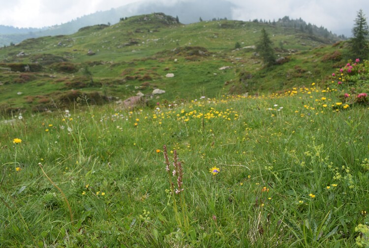 Pseudorhiza nieschalkii (Prealpi Bresciane)