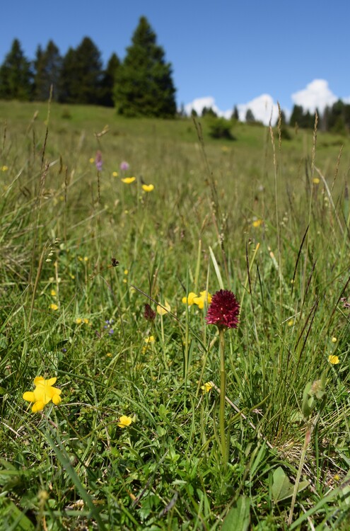 Le Nigritelle multicolore dell''Altopiano di Lavarone (Trentino-Alto Adige)