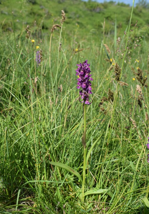 Le Orchidaceae dell''Altopiano di Sella dei Generali (Appennino Piacentino)