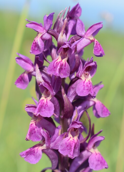 Le Orchidaceae dell''Altopiano di Sella dei Generali (Appennino Piacentino)