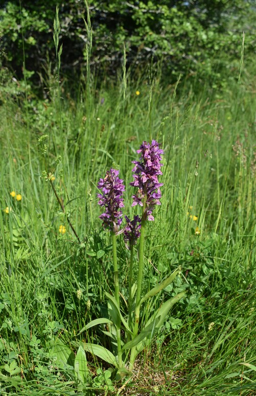 Le Orchidaceae dell''Altopiano di Sella dei Generali (Appennino Piacentino)